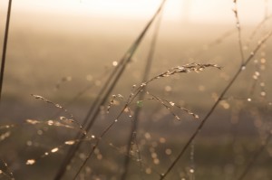 sunrise, grass