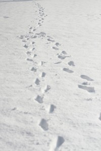 footprints in the snow